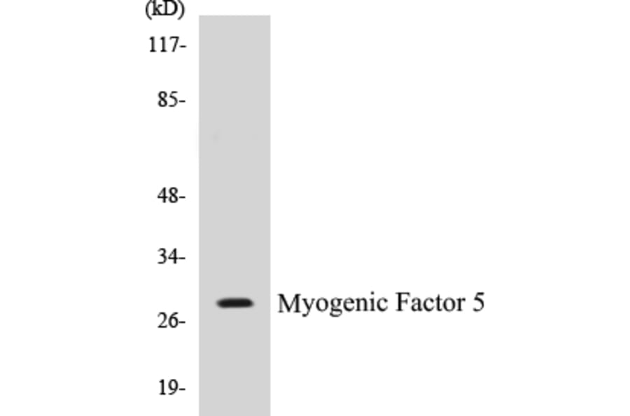 Western Blot - Myogenic Factor 5 Cell Based ELISA Kit (CB5477) - Antibodies.com
