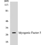 Western Blot - Myogenic Factor 5 Cell Based ELISA Kit (CB5477) - Antibodies.com