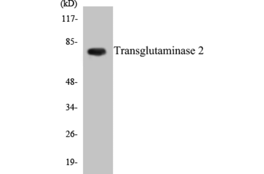 Western Blot - Transglutaminase2 Cell Based ELISA Kit (CB5702) - Antibodies.com