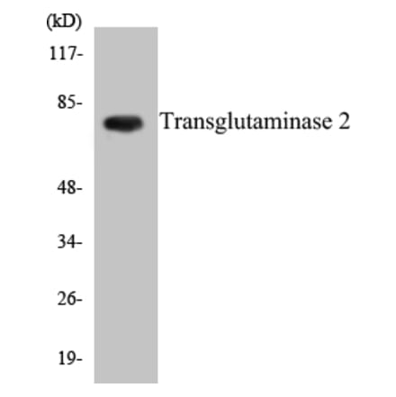 Western Blot - Transglutaminase2 Cell Based ELISA Kit (CB5702) - Antibodies.com