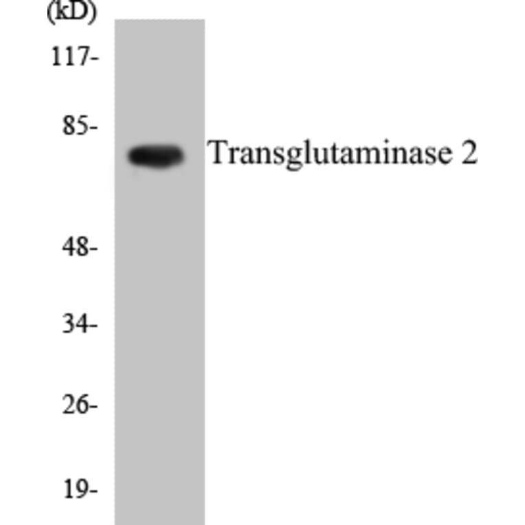 Western Blot - Transglutaminase2 Cell Based ELISA Kit (CB5702) - Antibodies.com