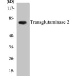 Western Blot - Transglutaminase2 Cell Based ELISA Kit (CB5702) - Antibodies.com