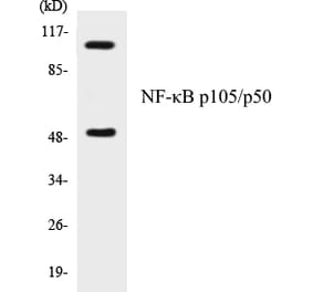 Western Blot - NF-kB p105 / p50 Cell Based ELISA Kit (CB5488) - Antibodies.com