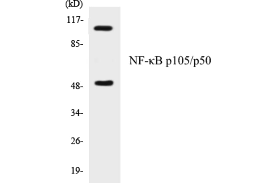 Western Blot - NF-kB p105 / p50 Cell Based ELISA Kit (CB5488) - Antibodies.com