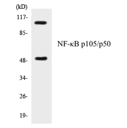 Western Blot - NF-kB p105 / p50 Cell Based ELISA Kit (CB5488) - Antibodies.com