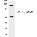 Western Blot - NF-kB p105 / p50 Cell Based ELISA Kit (CB5488) - Antibodies.com