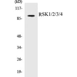 Western Blot - RSK1 + 2 + 3 + 4 Cell Based ELISA Kit (CB5615) - Antibodies.com