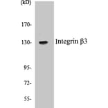 Western Blot - Integrin beta 3 Cell Based ELISA Kit (CB5371) - Antibodies.com