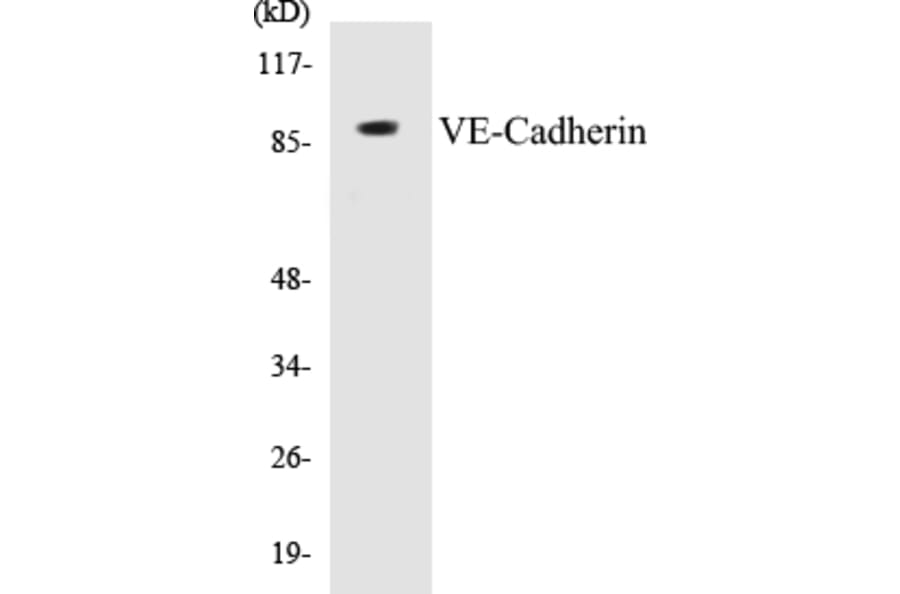 Western Blot - VE-Cadherin Cell Based ELISA Kit (CB5721) - Antibodies.com