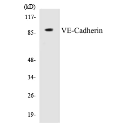 Western Blot - VE-Cadherin Cell Based ELISA Kit (CB5721) - Antibodies.com