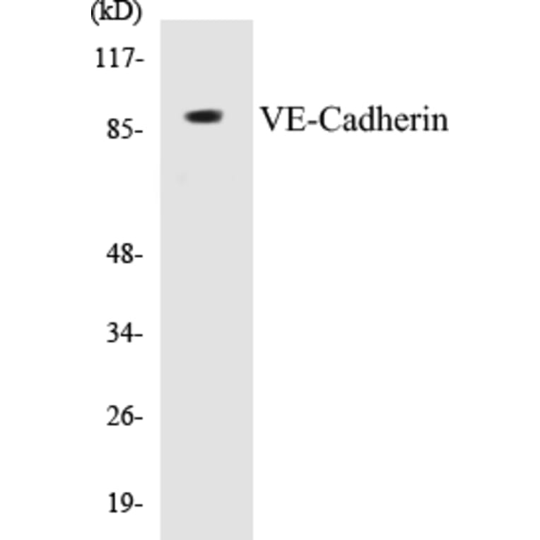 Western Blot - VE-Cadherin Cell Based ELISA Kit (CB5721) - Antibodies.com