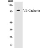 Western Blot - VE-Cadherin Cell Based ELISA Kit (CB5721) - Antibodies.com