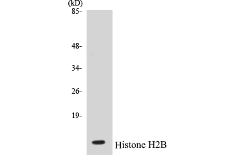 Western Blot - Histone H2B Cell Based ELISA Kit (CB5334) - Antibodies.com