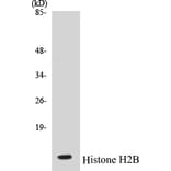 Western Blot - Histone H2B Cell Based ELISA Kit (CB5334) - Antibodies.com
