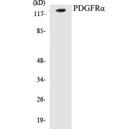 Western Blot - PDGFR alpha Cell Based ELISA Kit (CB5544) - Antibodies.com