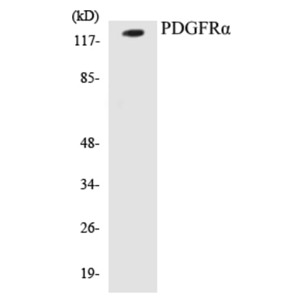 Western Blot - PDGFR alpha Cell Based ELISA Kit (CB5544) - Antibodies.com