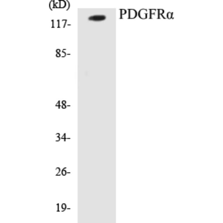 Western Blot - PDGFR alpha Cell Based ELISA Kit (CB5544) - Antibodies.com