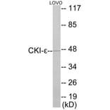 Western Blot - CKI epsilon Cell Based ELISA Kit (CB5900) - Antibodies.com