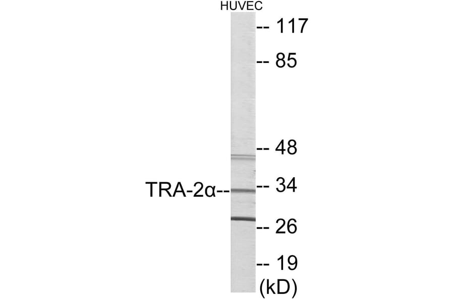 Western Blot - TRA-2 alpha Cell Based ELISA Kit (CB5997) - Antibodies.com