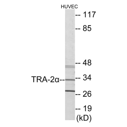 Western Blot - TRA-2 alpha Cell Based ELISA Kit (CB5997) - Antibodies.com