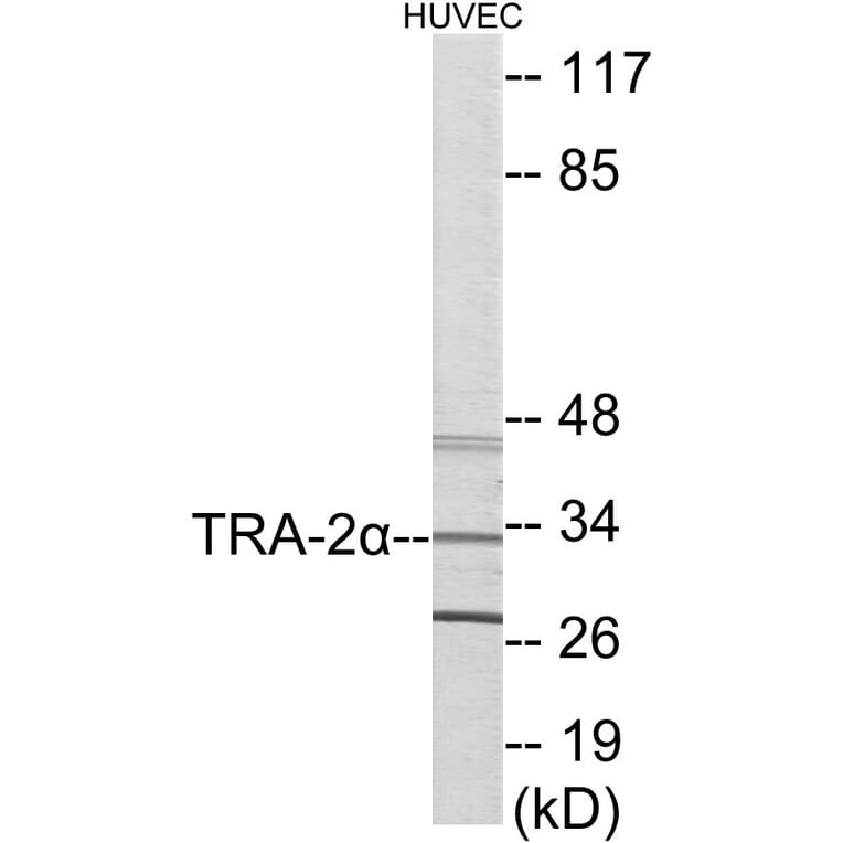 Western Blot - TRA-2 alpha Cell Based ELISA Kit (CB5997) - Antibodies.com