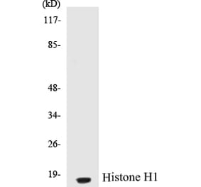 Western Blot - Histone H1 Cell Based ELISA Kit (CB5332) - Antibodies.com