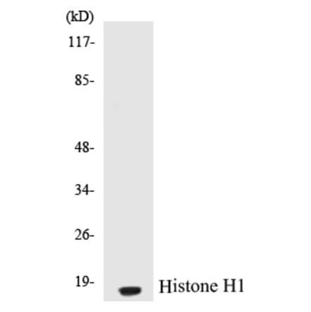 Western Blot - Histone H1 Cell Based ELISA Kit (CB5332) - Antibodies.com