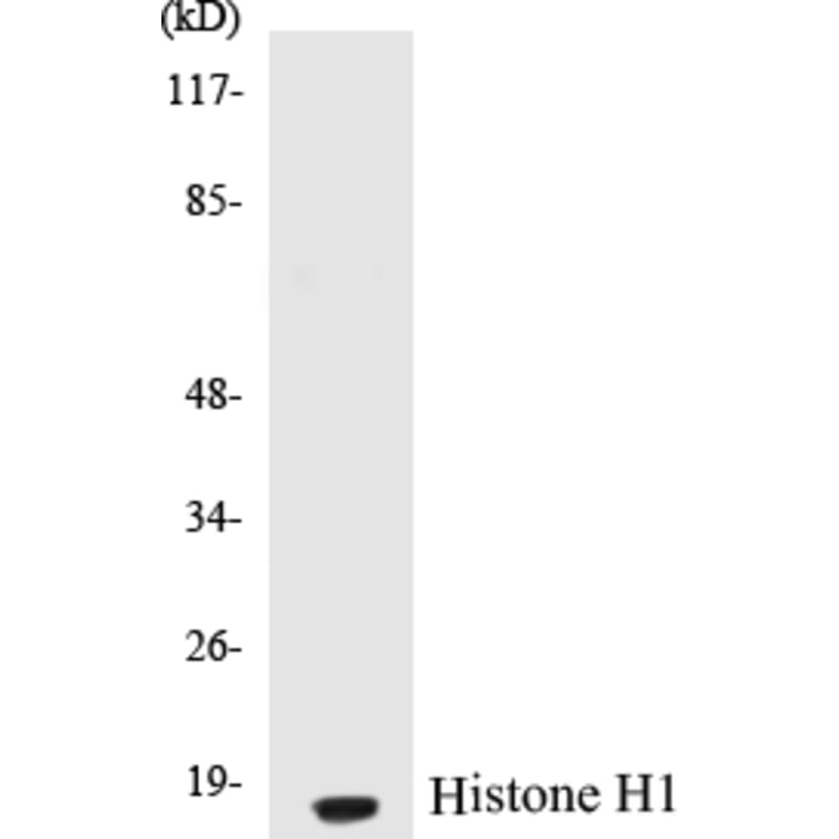 Western Blot - Histone H1 Cell Based ELISA Kit (CB5332) - Antibodies.com