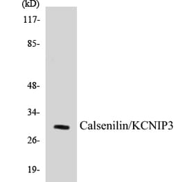 Western Blot - Calsenilin Cell Based ELISA Kit (CB5090) - Antibodies.com