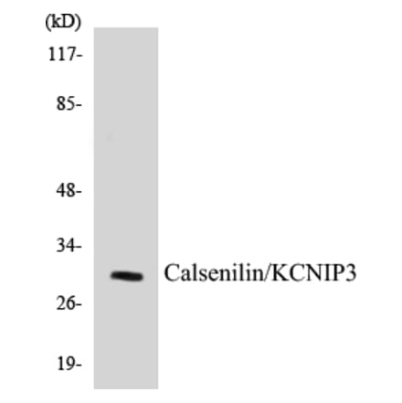 Western Blot - Calsenilin Cell Based ELISA Kit (CB5090) - Antibodies.com