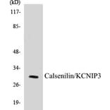 Western Blot - Calsenilin Cell Based ELISA Kit (CB5090) - Antibodies.com