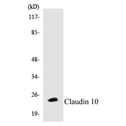 Western Blot - Claudin 10 Cell Based ELISA Kit (CB5142) - Antibodies.com