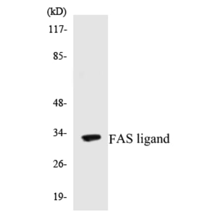 Western Blot - FAS ligand Cell Based ELISA Kit (CB5259) - Antibodies.com