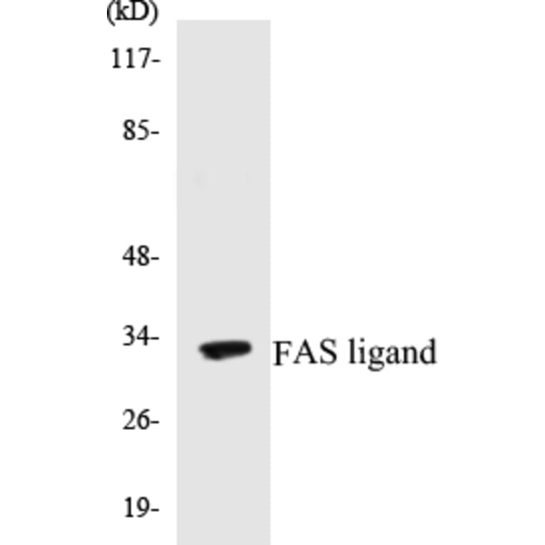 Western Blot - FAS ligand Cell Based ELISA Kit (CB5259) - Antibodies.com