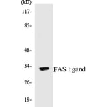 Western Blot - FAS ligand Cell Based ELISA Kit (CB5259) - Antibodies.com