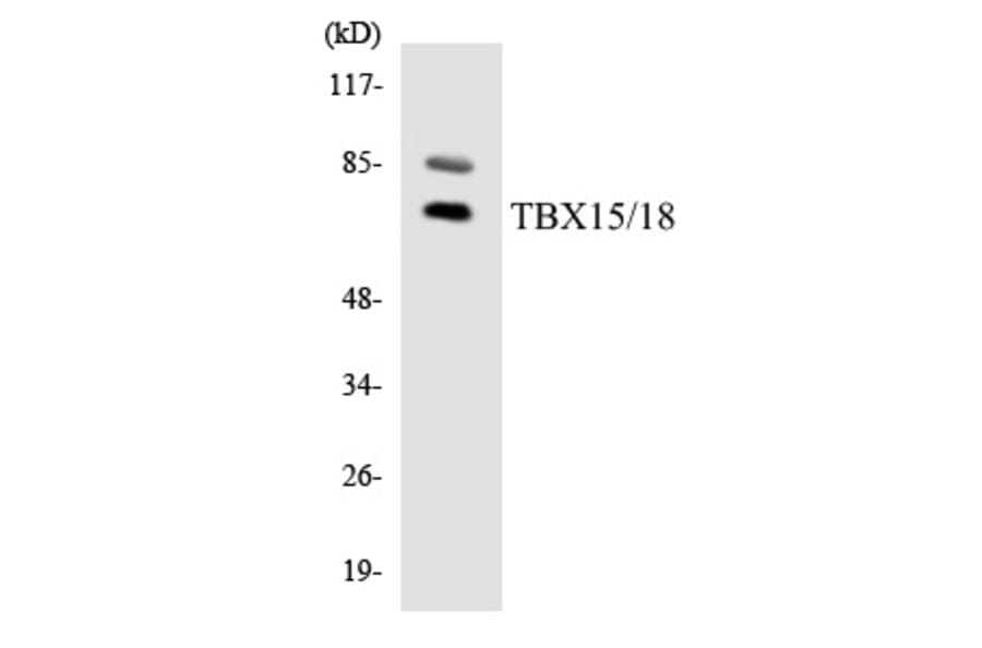 Western Blot - TBX15 + 18 Cell Based ELISA Kit (CB5825) - Antibodies.com