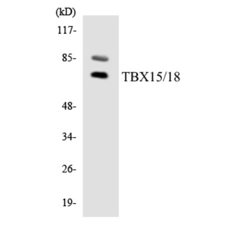 Western Blot - TBX15 + 18 Cell Based ELISA Kit (CB5825) - Antibodies.com