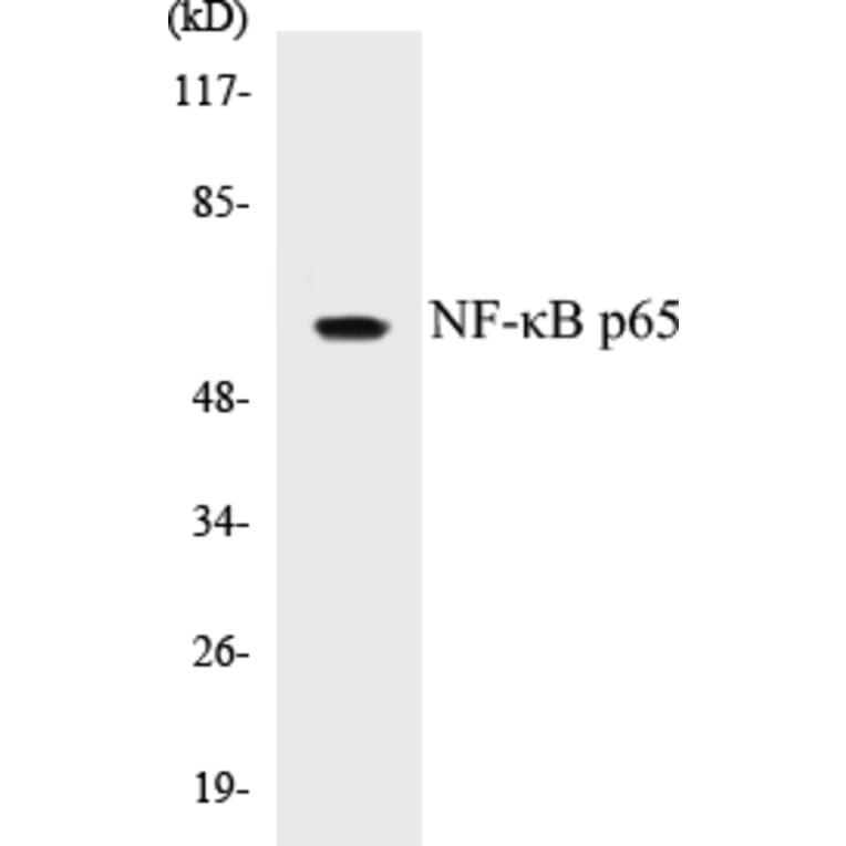 Western Blot - NF-kB p65 Cell Based ELISA Kit (CB5489) - Antibodies.com