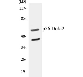 Western Blot - p56 Dok-2 Cell Based ELISA Kit (CB5519) - Antibodies.com