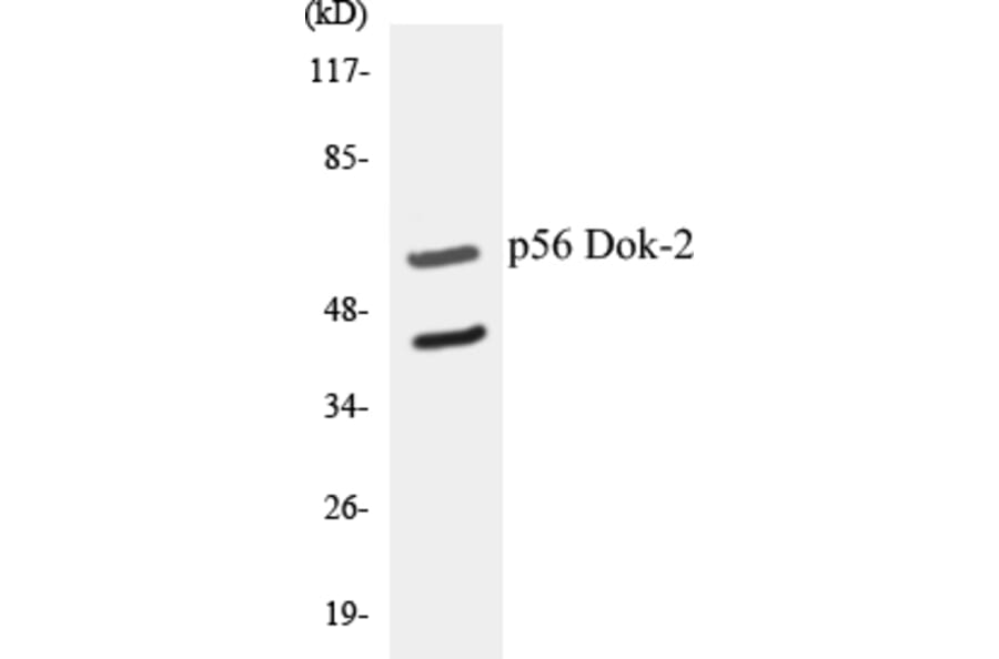 Western Blot - p56 Dok-2 Cell Based ELISA Kit (CB5519) - Antibodies.com