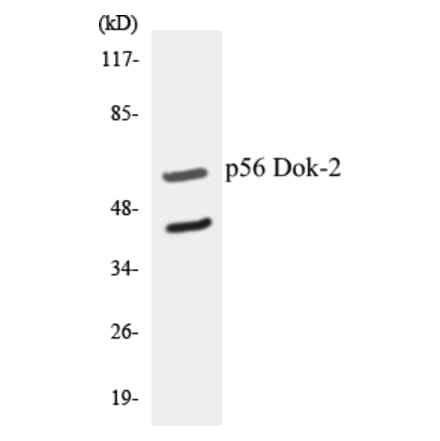Western Blot - p56 Dok-2 Cell Based ELISA Kit (CB5519) - Antibodies.com