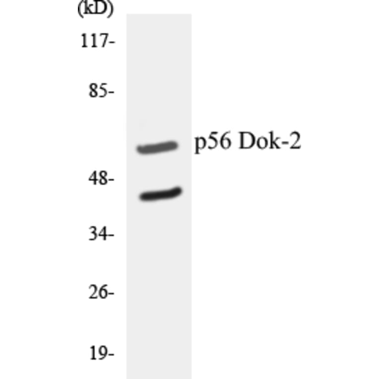 Western Blot - p56 Dok-2 Cell Based ELISA Kit (CB5519) - Antibodies.com