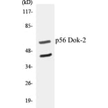 Western Blot - p56 Dok-2 Cell Based ELISA Kit (CB5519) - Antibodies.com