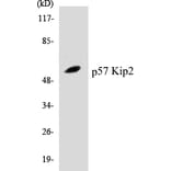 Western Blot - p57 Kip 2 Cell Based ELISA Kit (CB5520) - Antibodies.com