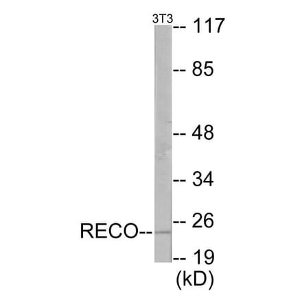Western Blot - Recoverin Cell Based ELISA Kit (CB5878) - Antibodies.com