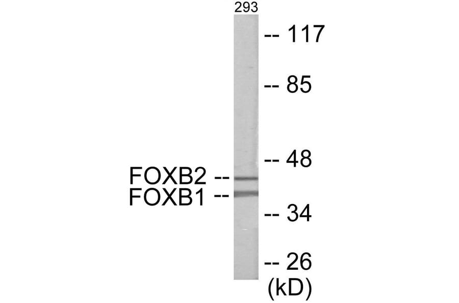 Western Blot - FOXB1 + 2 Cell Based ELISA Kit (CB6119) - Antibodies.com