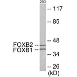 Western Blot - FOXB1 + 2 Cell Based ELISA Kit (CB6119) - Antibodies.com