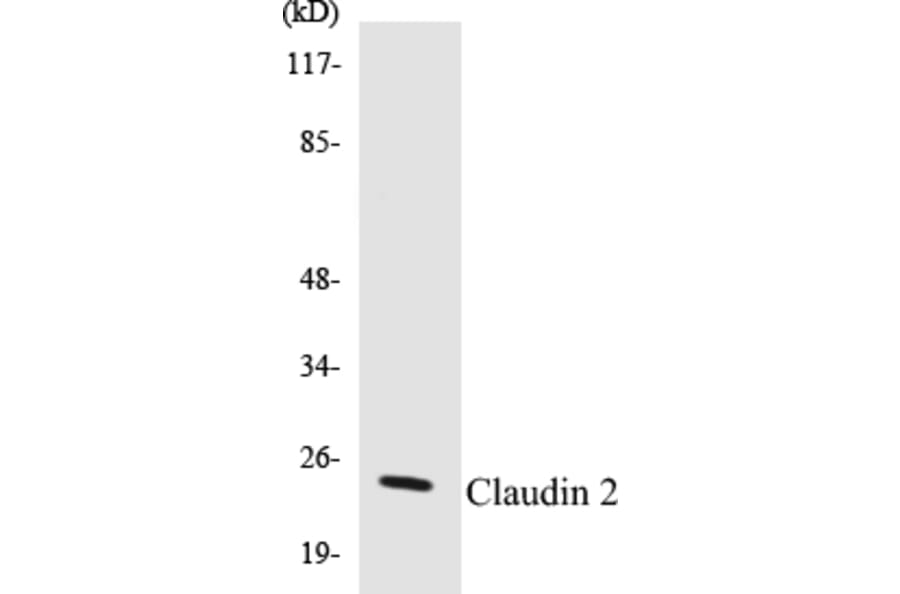 Western Blot - Claudin2 Cell Based ELISA Kit (CB5144) - Antibodies.com