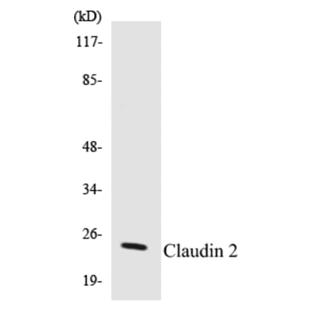 Western Blot - Claudin2 Cell Based ELISA Kit (CB5144) - Antibodies.com