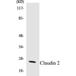 Western Blot - Claudin2 Cell Based ELISA Kit (CB5144) - Antibodies.com
